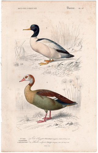 Merganser Egyptian Goose